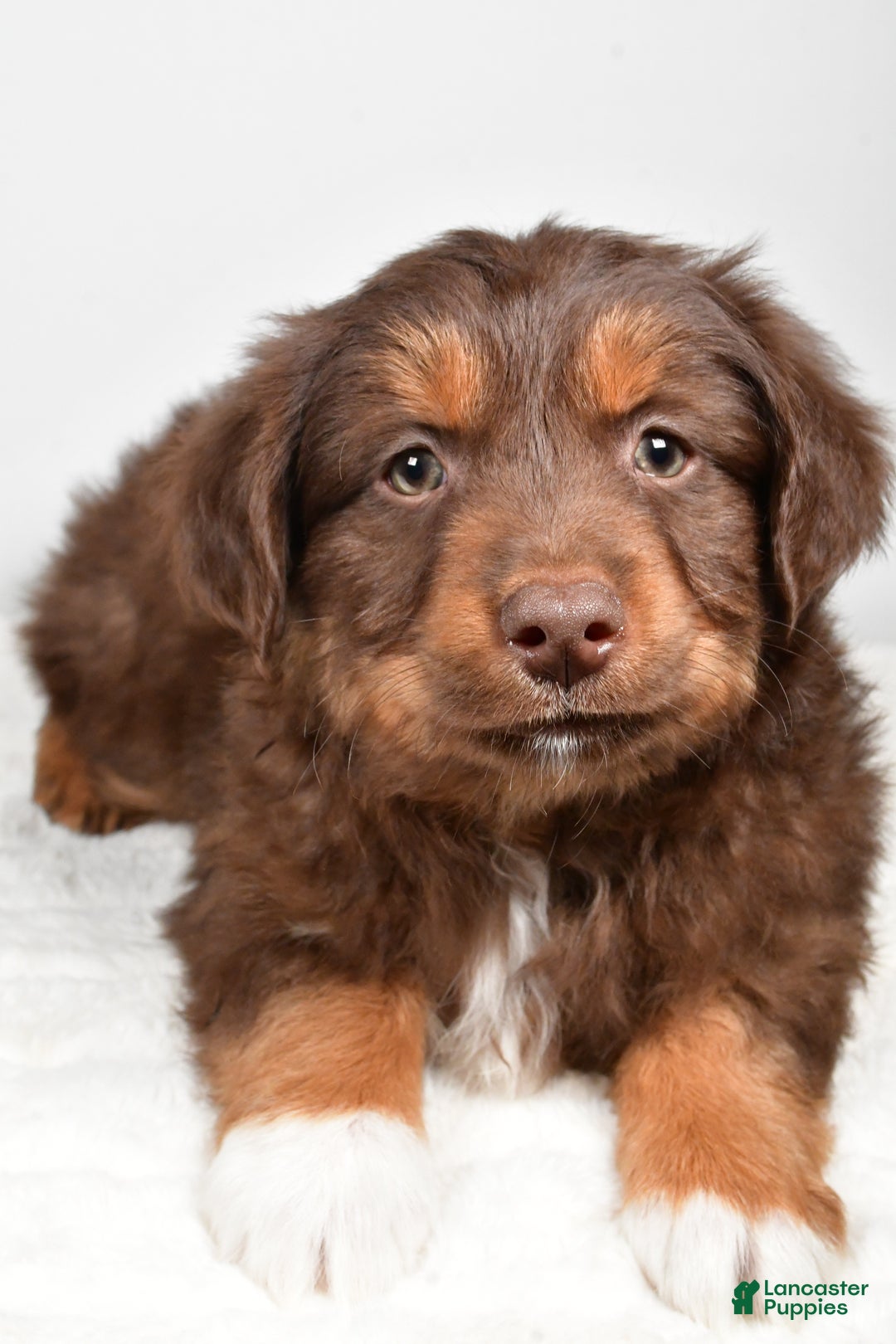 Miniature Australian Shepherd dogs for sale: Rocky - Ad 6