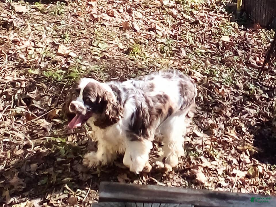 Cocker Spaniel dogs Cocker Spaniel Puppy 1 - Ad 2