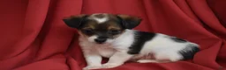 Yorkiepoo dogs for sale: Texas - Ad 3