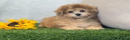 Bichpoo dogs for sale: Kona - Ad 8