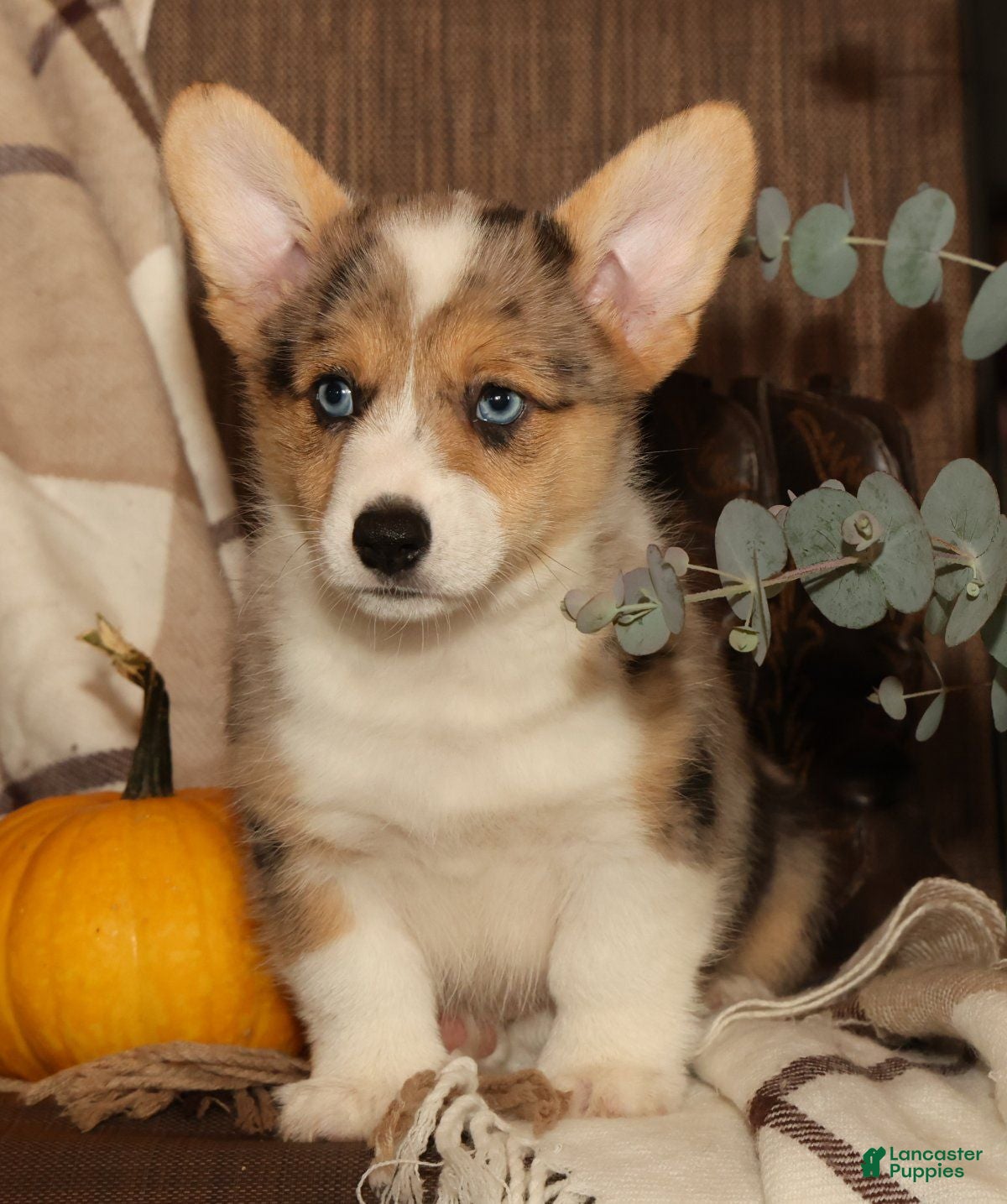 Welsh Corgi Pembroke dogs Ollie - Ad 2