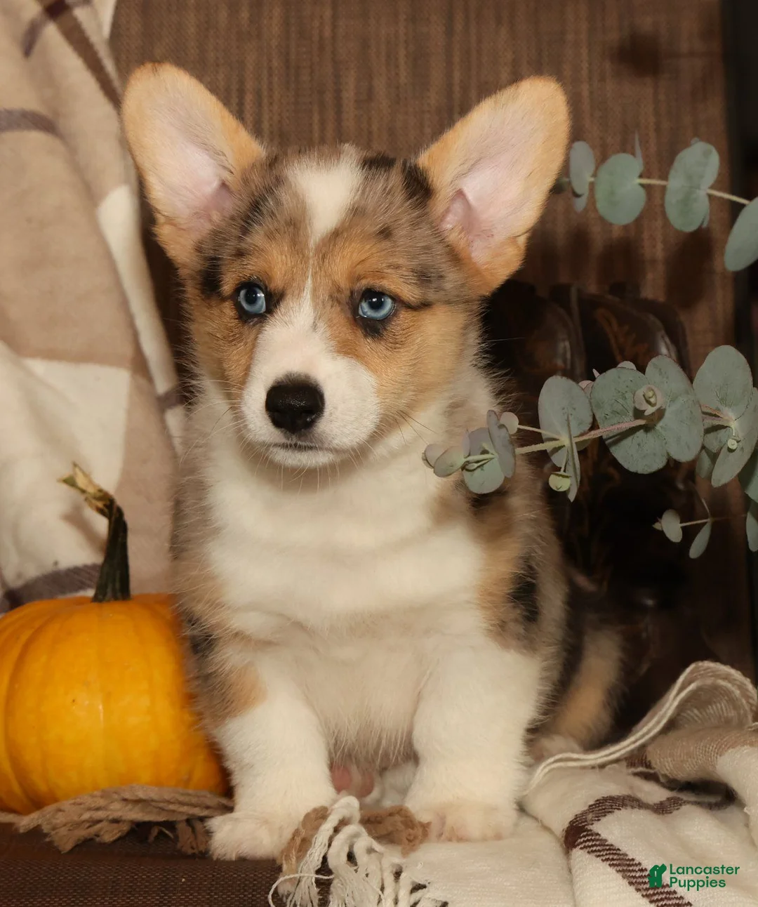 Welsh Corgi Pembroke dogs for sale: Ollie - Ad 2