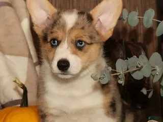 Welsh Corgi Pembroke dogs Ollie - Ad 2