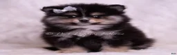 Pomeranian dogs for sale: Pear - Ad 3