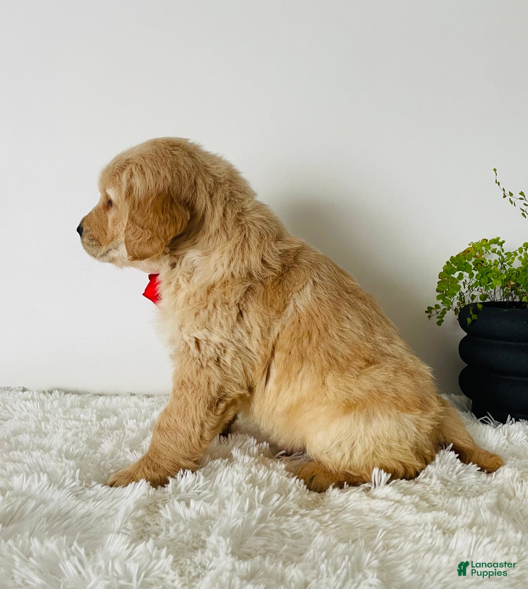 Golden Retriever dogs for sale: Miles - Ad 4
