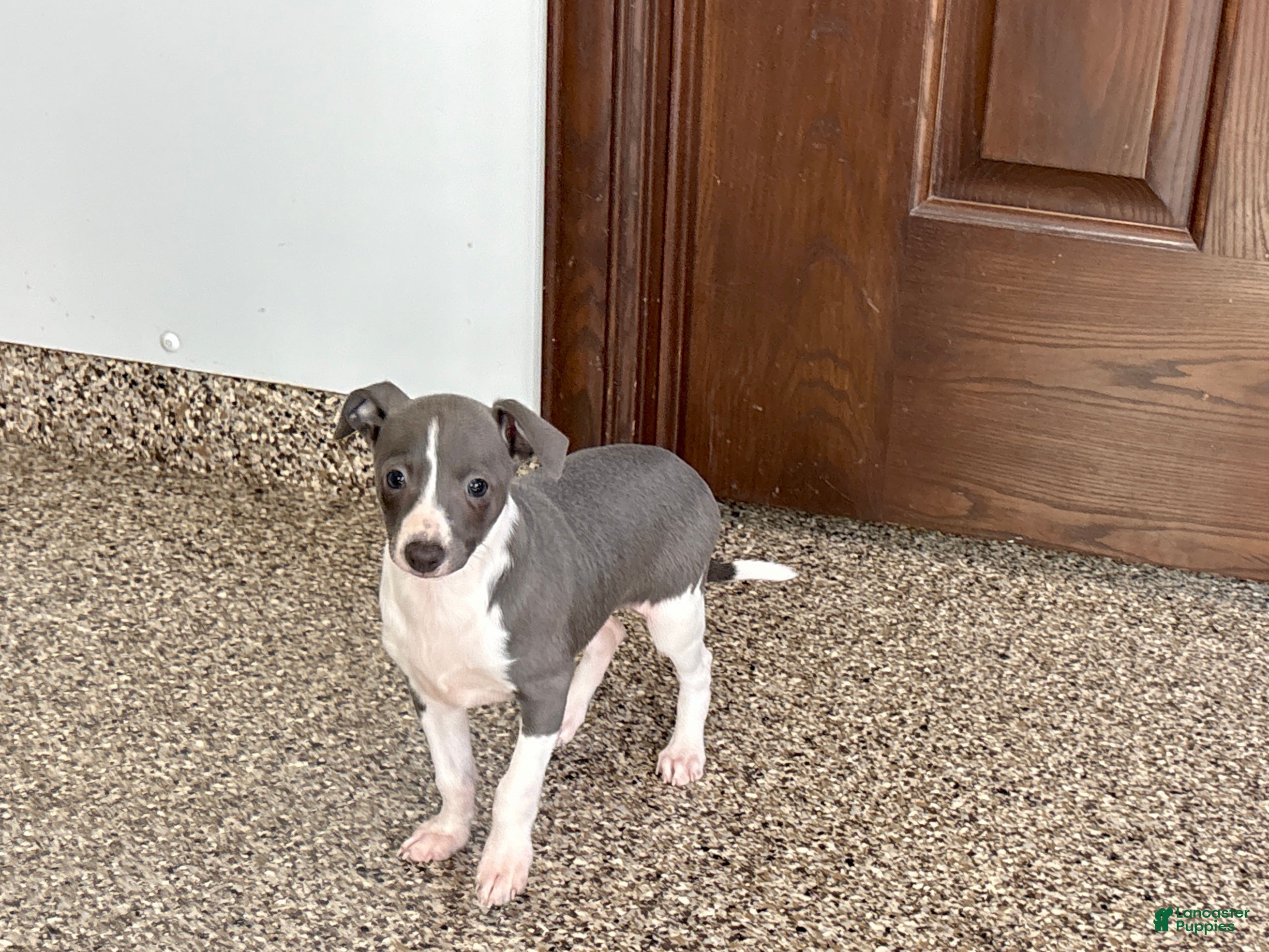 Italian Greyhound dogs Lanae - Ad 1