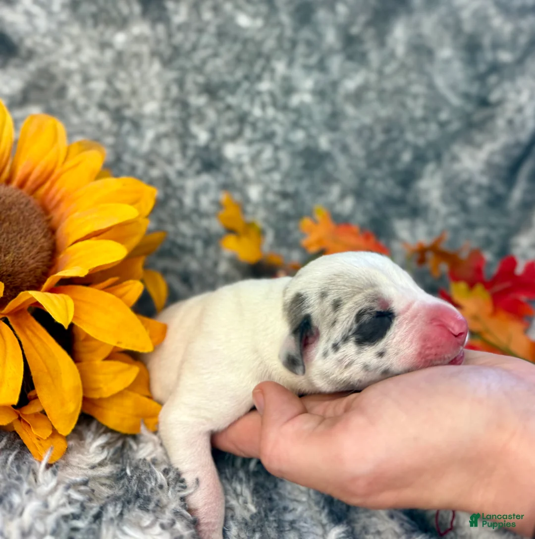 Great Dane dogs for sale: Blue Fawnquin Headed Pied (Heavy Euro) - Ad 21