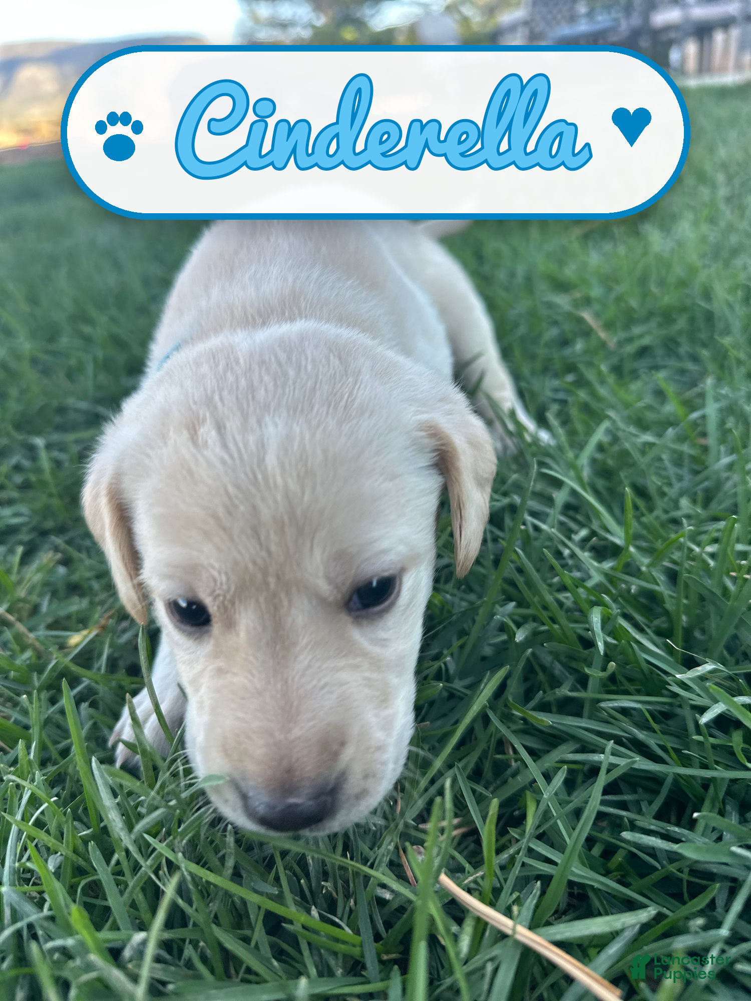 Labrador Retriever dogs Cinderella - Ad 10