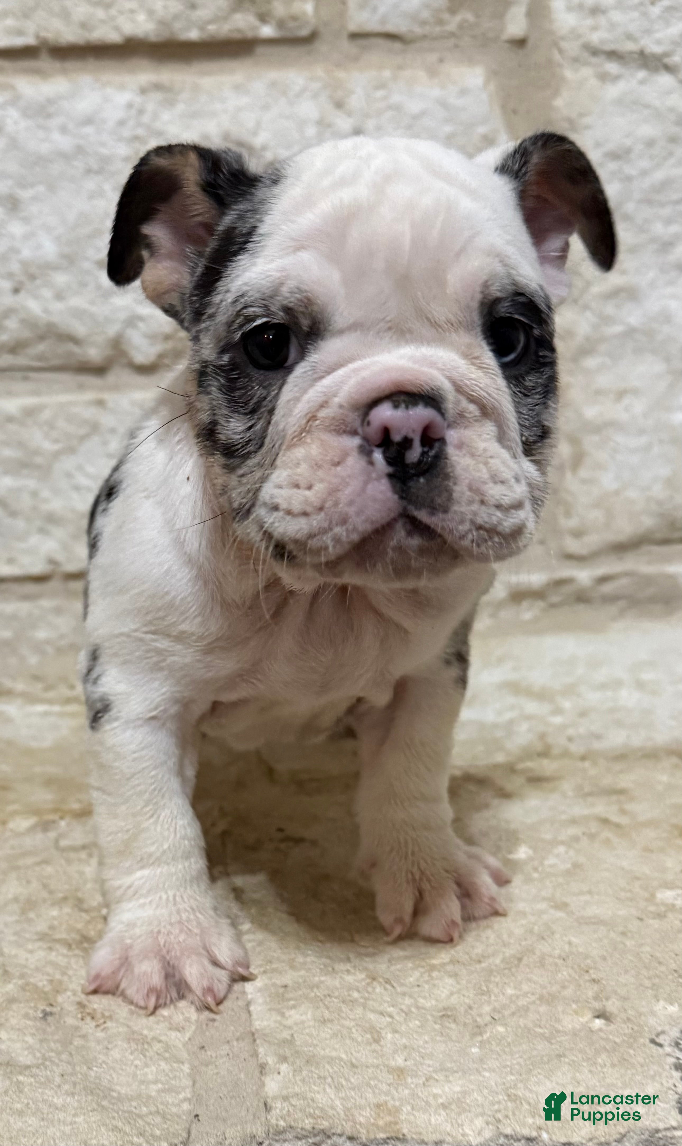 English Bulldog dogs Yoshi  - Ad 1
