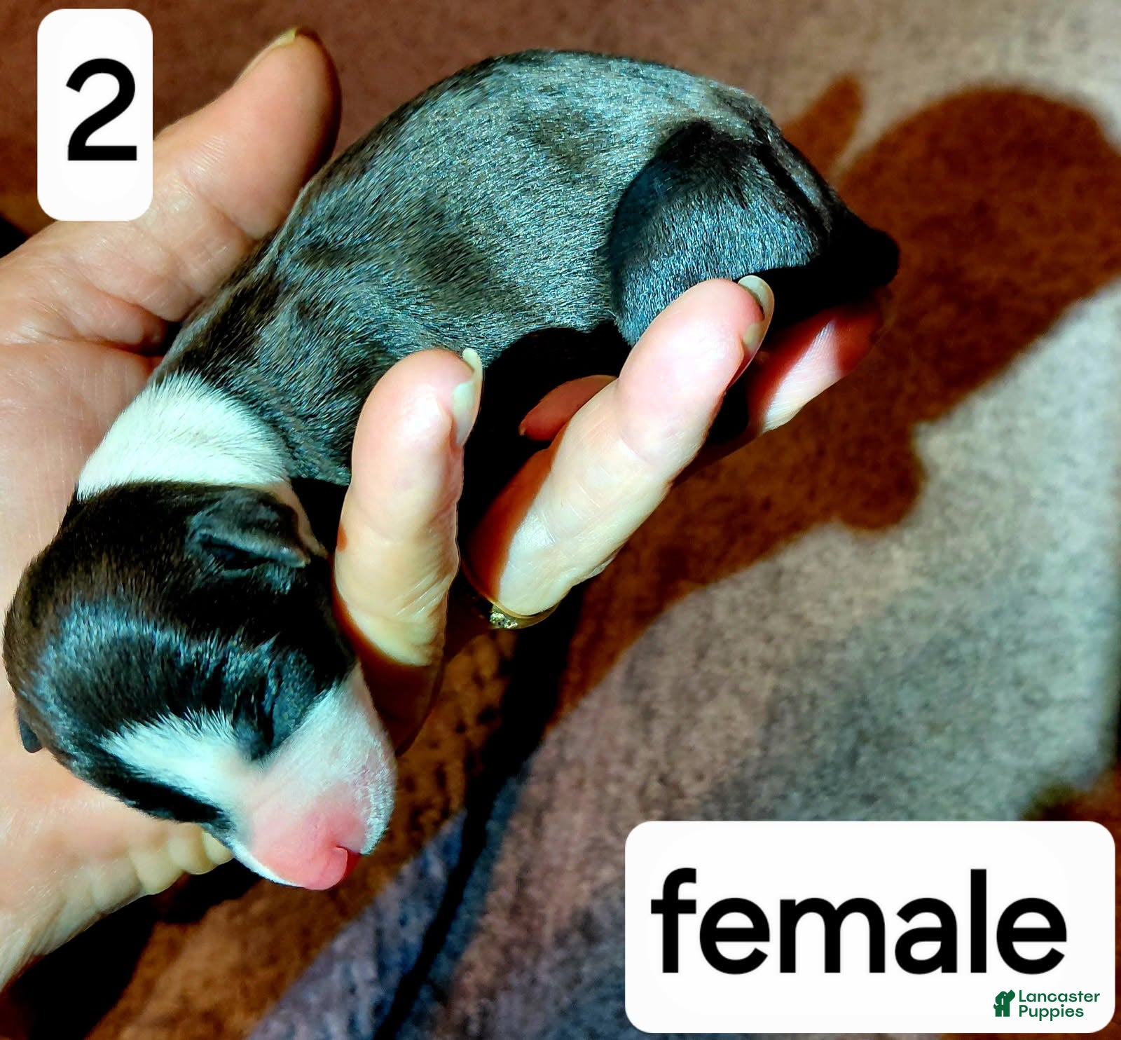 Italian Greyhound dogs Girl 2 - Ad 33