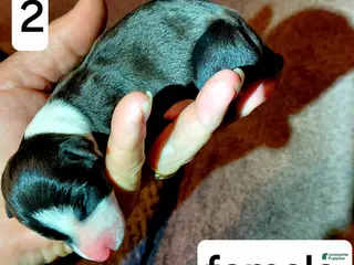 Italian Greyhound dogs Girl 2 - Ad 33