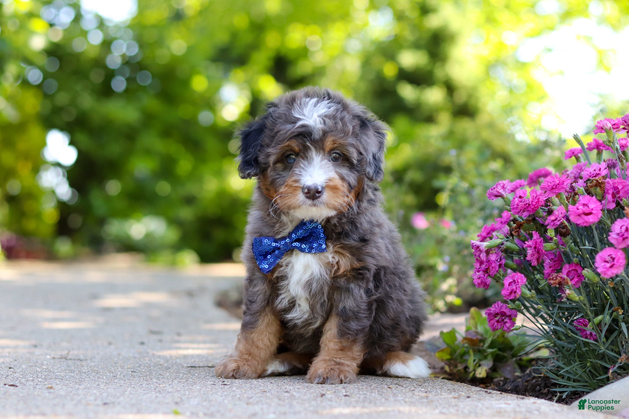 Mini Bernedoodle dogs Teddy - Ad 2