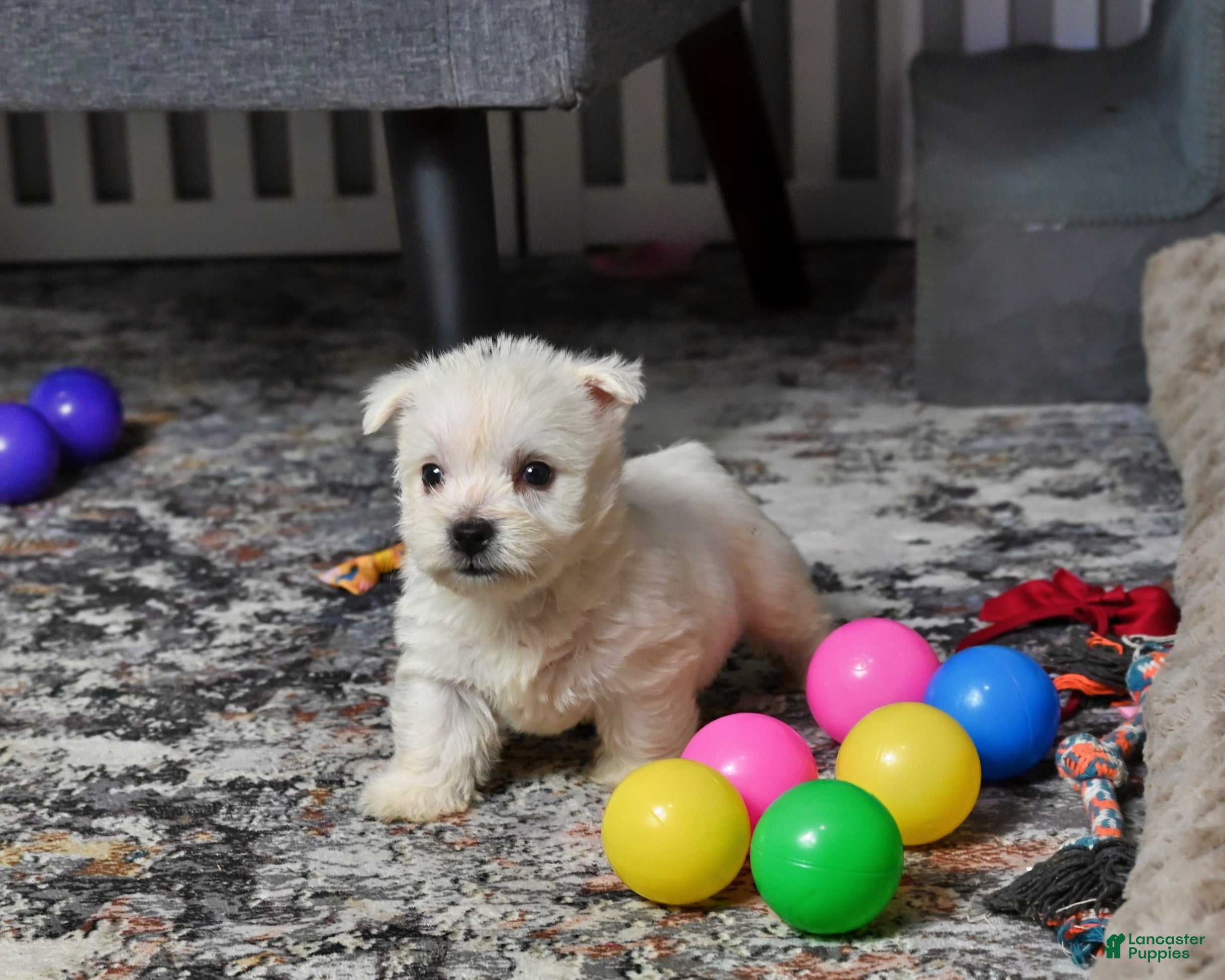 West Highland Terrier dogs Lizzie - Ad 2