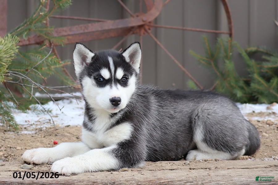 Siberian Husky dogs Mavis - Ad 34