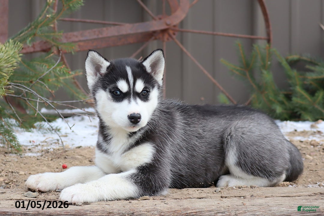 Siberian Husky dogs for sale: Mavis - Ad 1