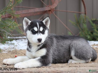 Siberian Husky dogs Mavis - Ad 35