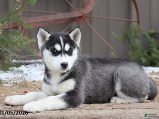 Siberian Husky dogs Mavis - Ad 30