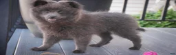 Pomeranian dogs for sale: Bluey Pomeranian  - Ad 3