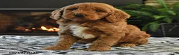 Mini Goldendoodle dogs for sale: Laverne - Ad 4