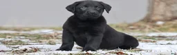 Labrador Retriever dogs for sale: Pork Chops - Ad 1