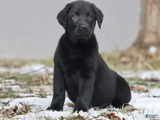 Labrador Retriever dogs Pork Chops - Ad 1