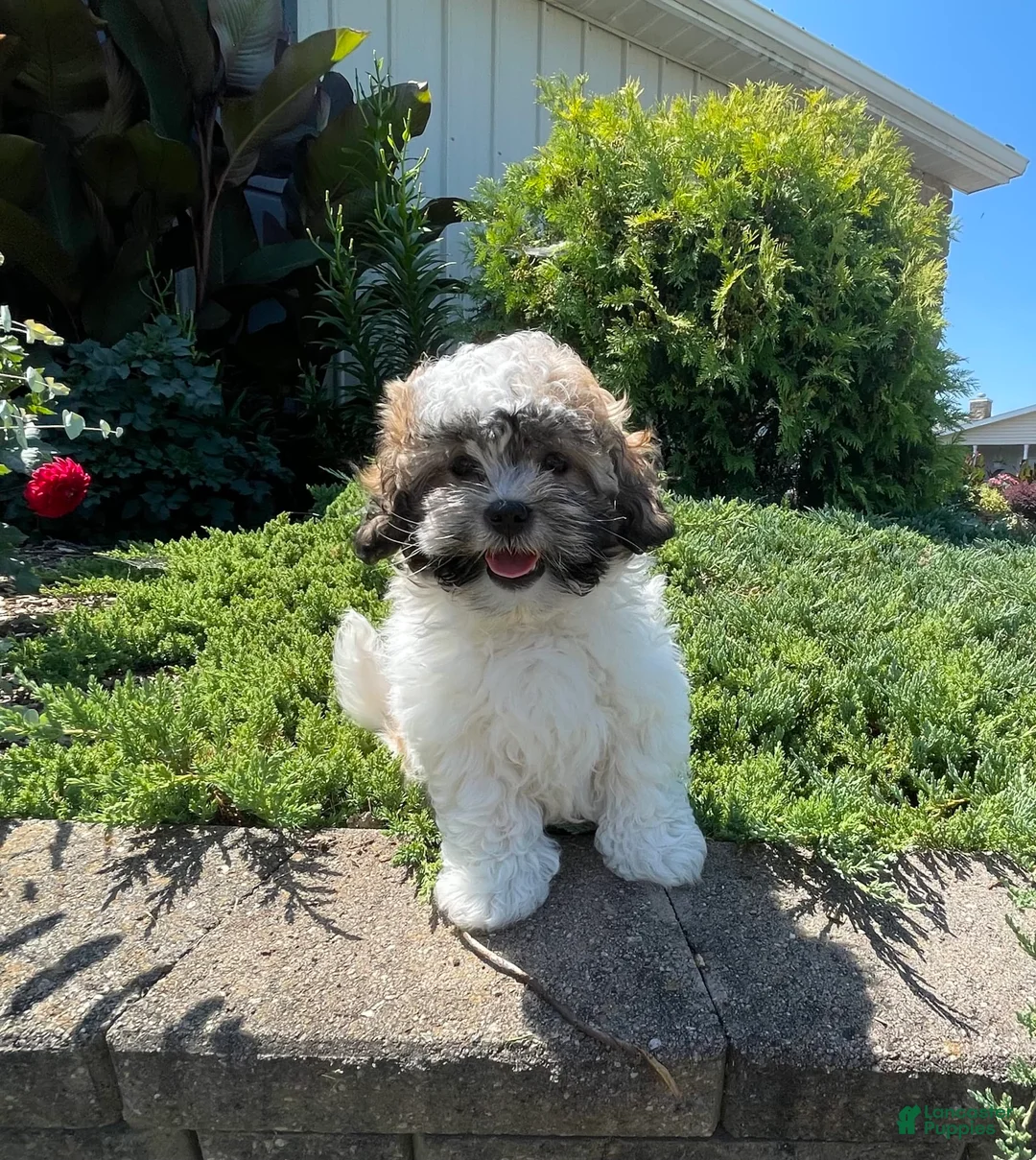 Teddy Bear dogs for sale: Adam - Ad 16