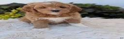 Goldendoodle dogs for sale: Rosie  - Ad 3
