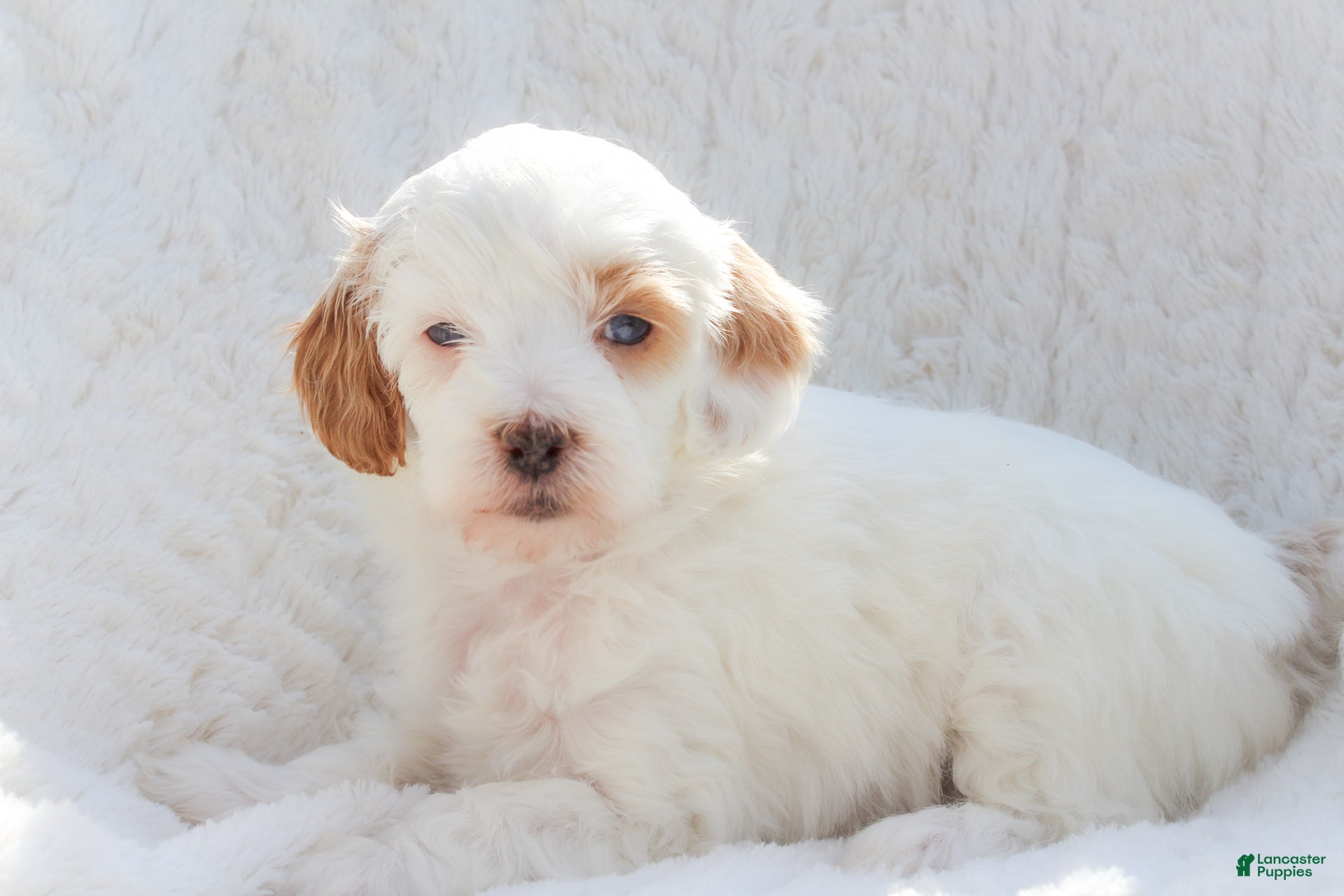 Mixed Breed dogs Snow White - Ad 32