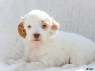Mixed Breed dogs Snow White - Ad 32