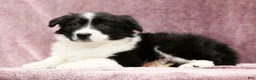 Border Collie dogs for sale: Denver - Ad 4