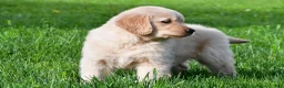 Golden Retriever dogs for sale: Leo - Ad 3