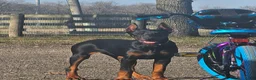 Doberman Pinscher dogs for sale: Scarlett  - Ad 3