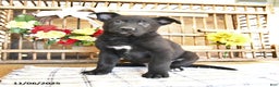Mixed Breed dogs for sale: Otto - Ad 2
