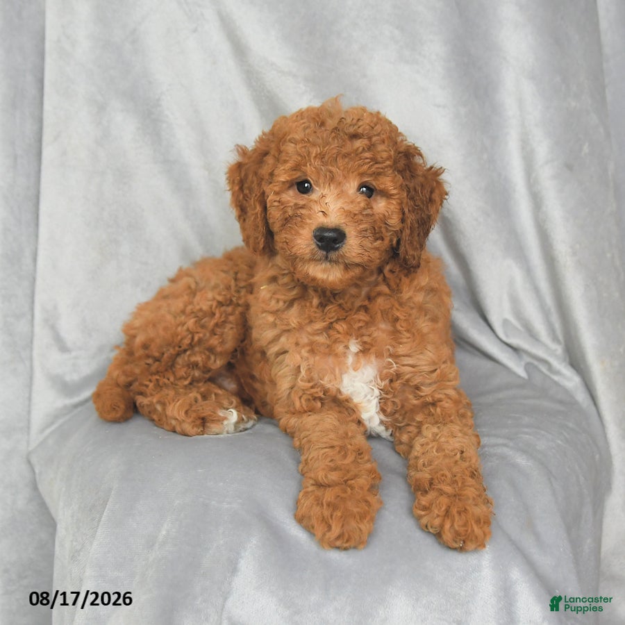 Mini Goldendoodle dogs Penny - Ad 2
