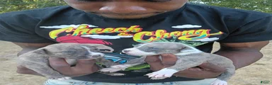 Mixed Breed 4