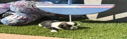 Shih Tzu dogs for sale: Bear - Ad 3