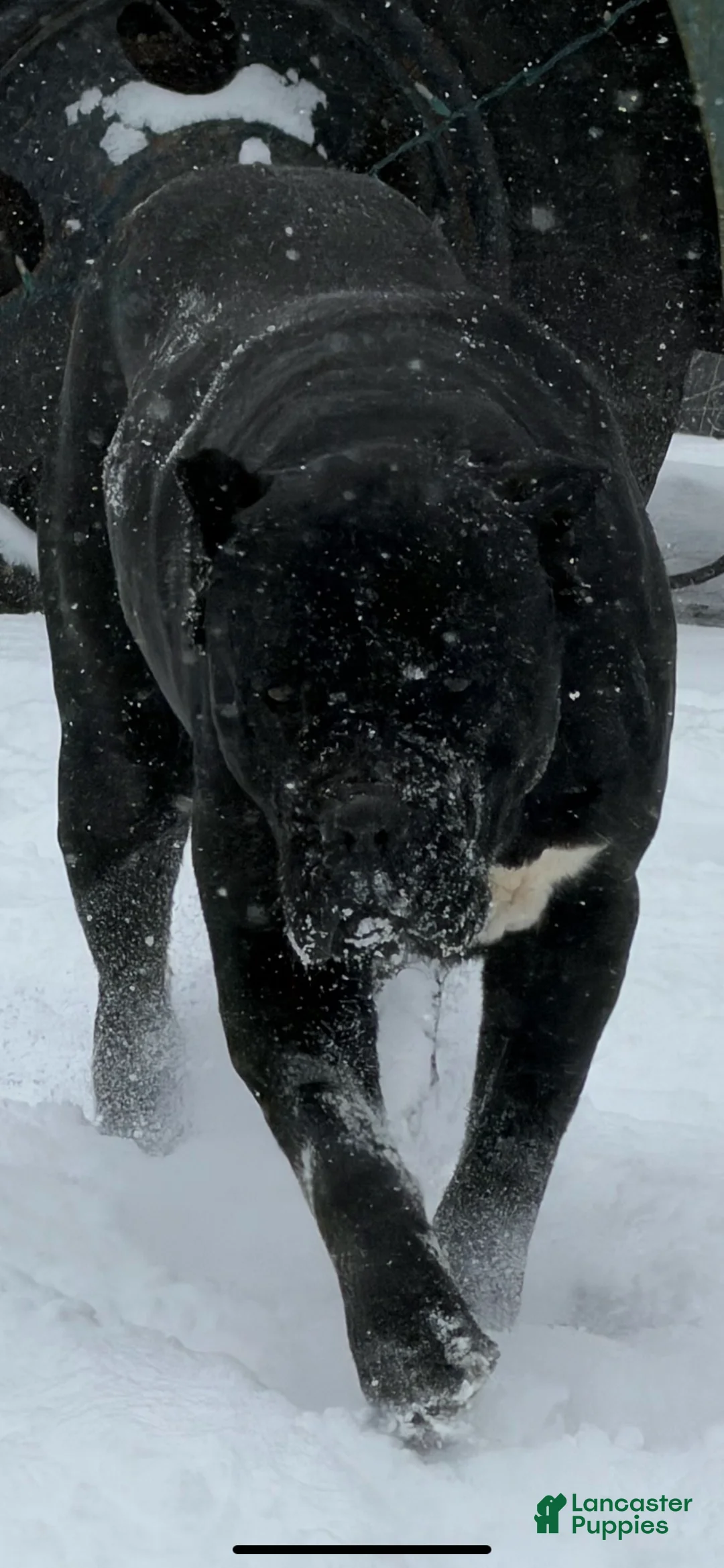 Cane Corso dogs for sale: Cane Corso Puppy 1 - Ad 6