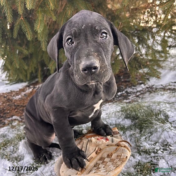 Great Dane dogs Siri - Ad 5