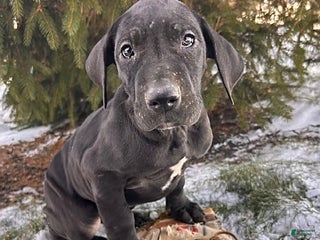 Great Dane dogs Siri - Ad 5