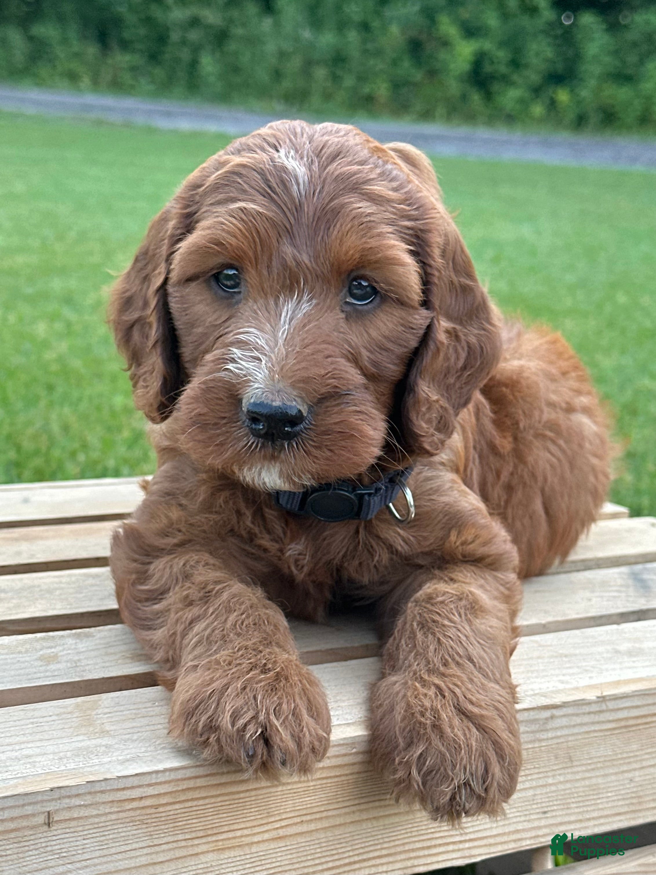Irish Doodle dogs Ellie - Ad 1