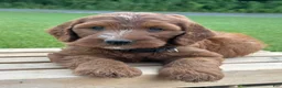 Irish Doodle dogs for sale: Ellie - Ad 8