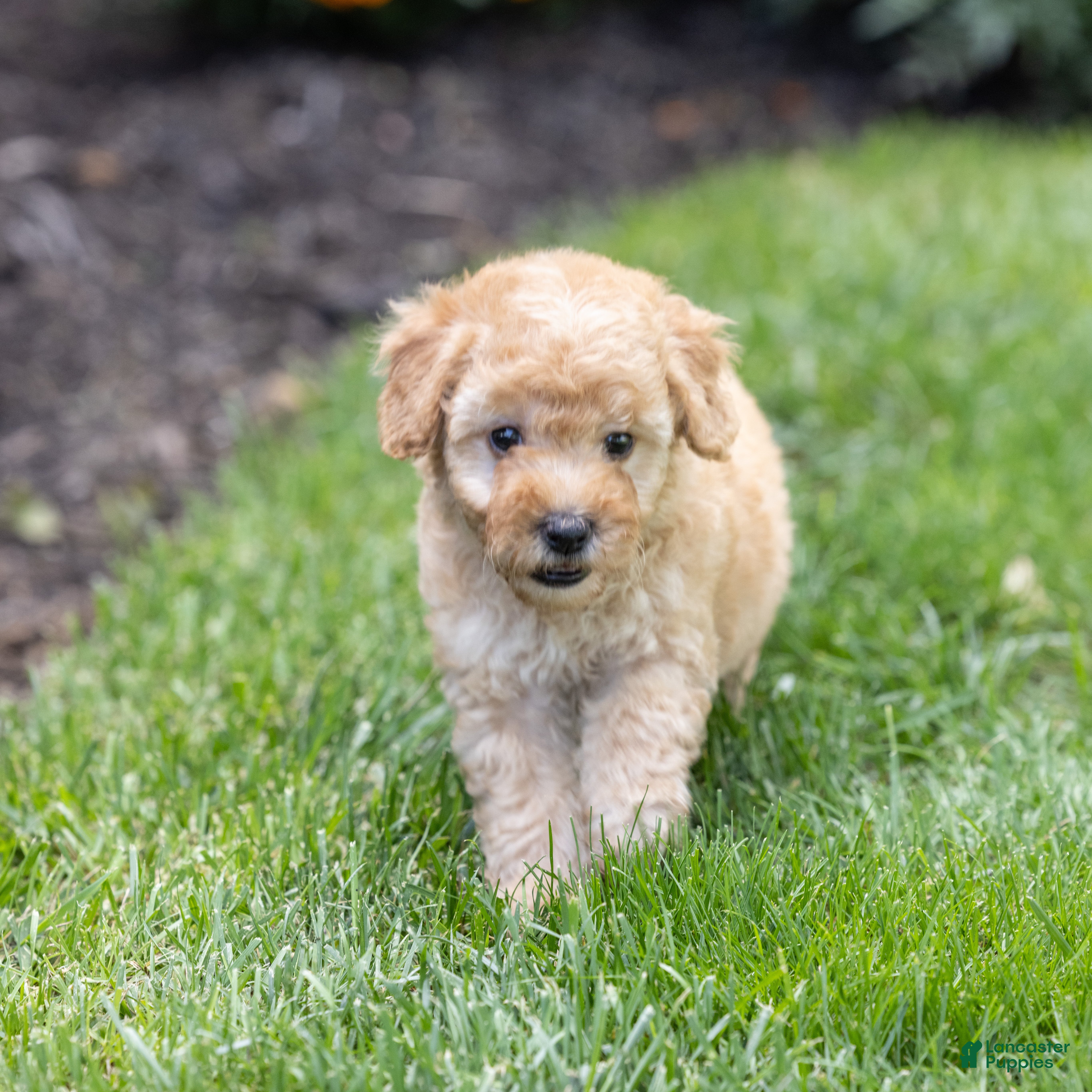 Toy Poodle dogs Ginger  - Ad 2