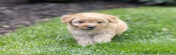 Toy Poodle dogs for sale: Ginger  - Ad 2
