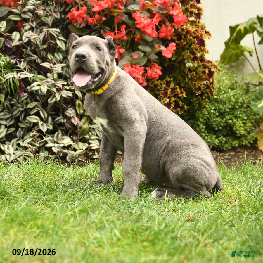 Cane Corso dogs Layla  - Ad 2