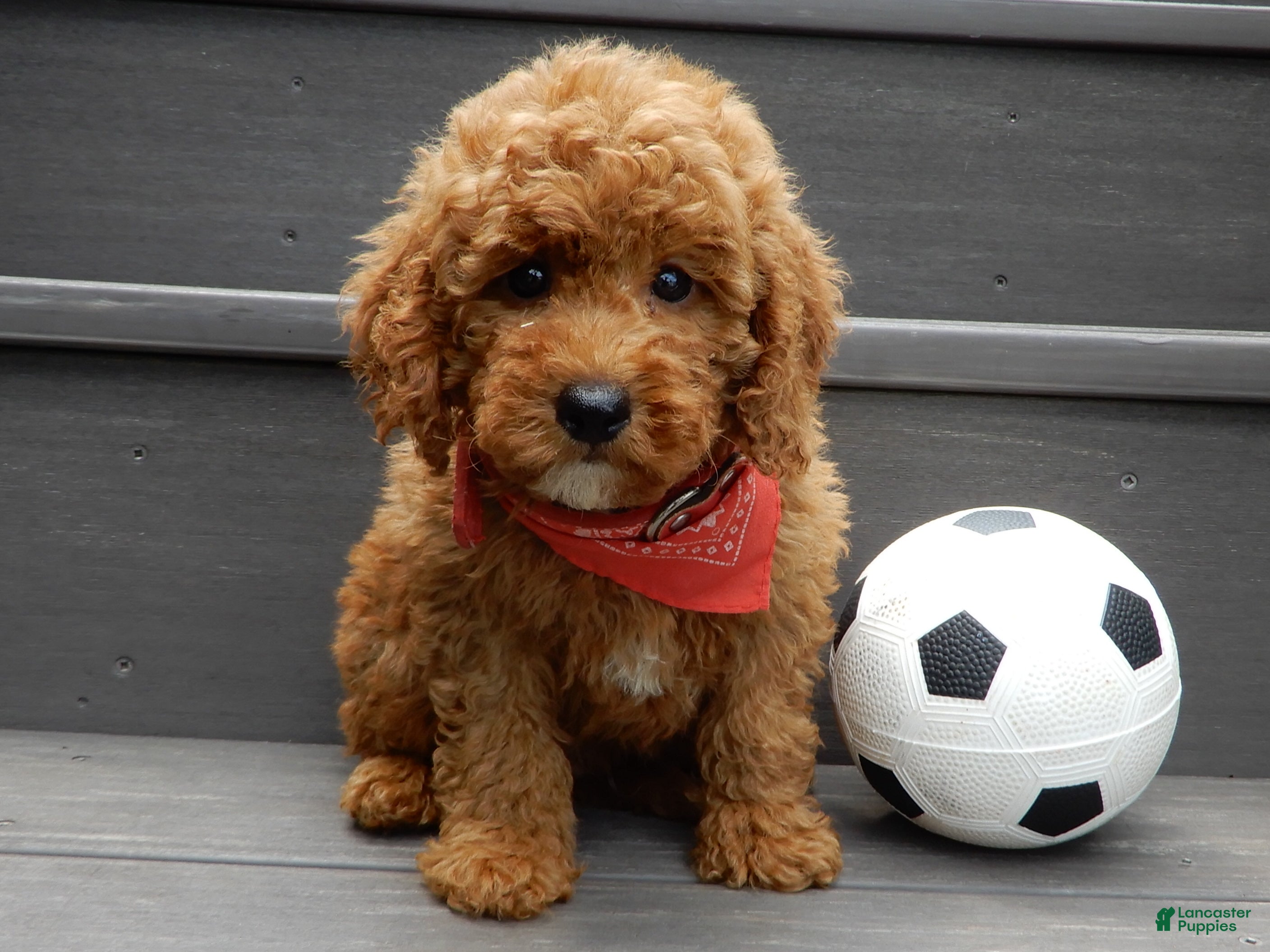 Mini Goldendoodle dogs Gradie - Ad 1