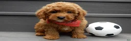 Mini Goldendoodle dogs for sale: Gradie - Ad 1