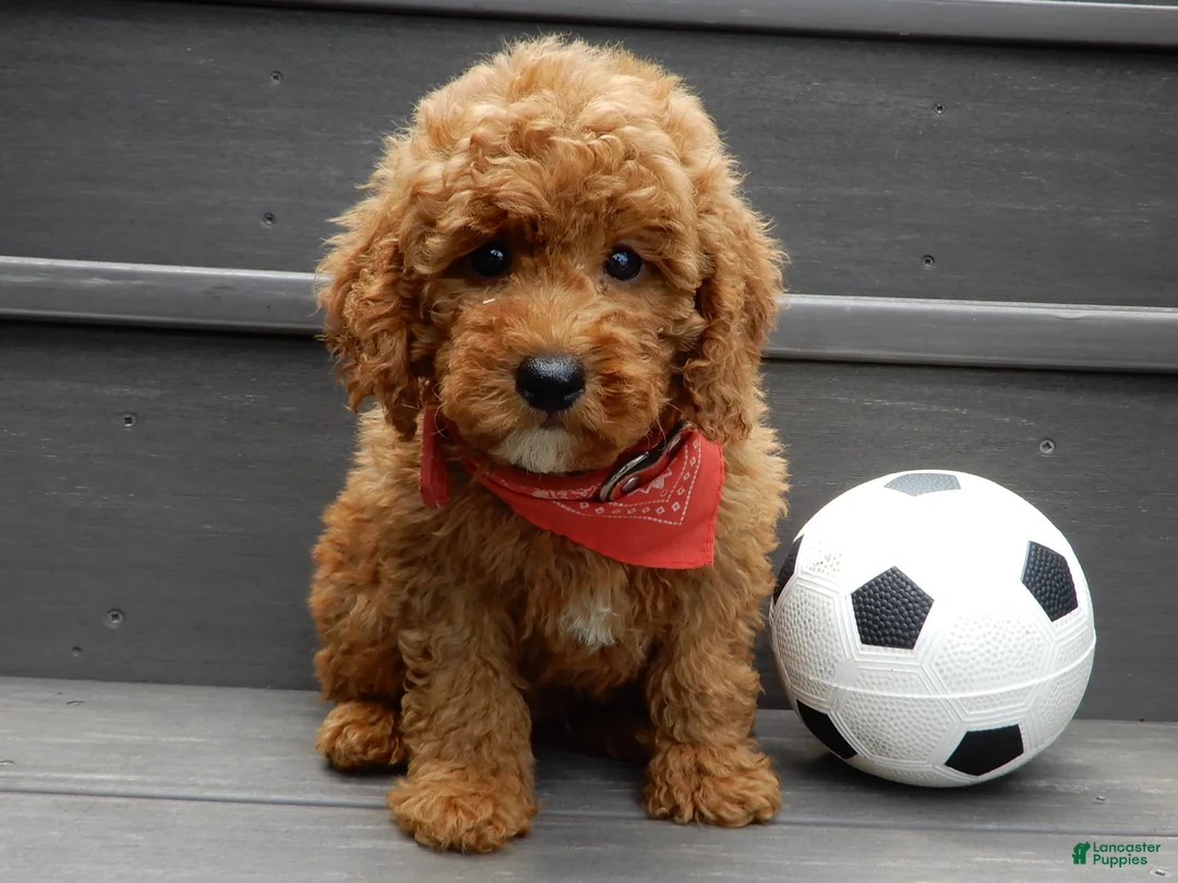 Mini Goldendoodle dogs for sale: Gradie - Ad 1