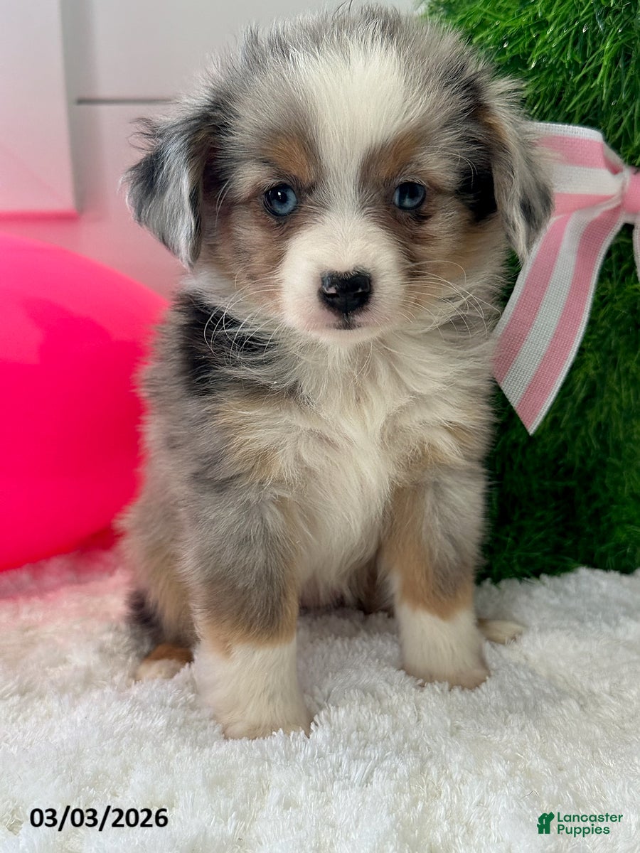 Miniature Australian Shepherd dogs Paisley - Ad 1