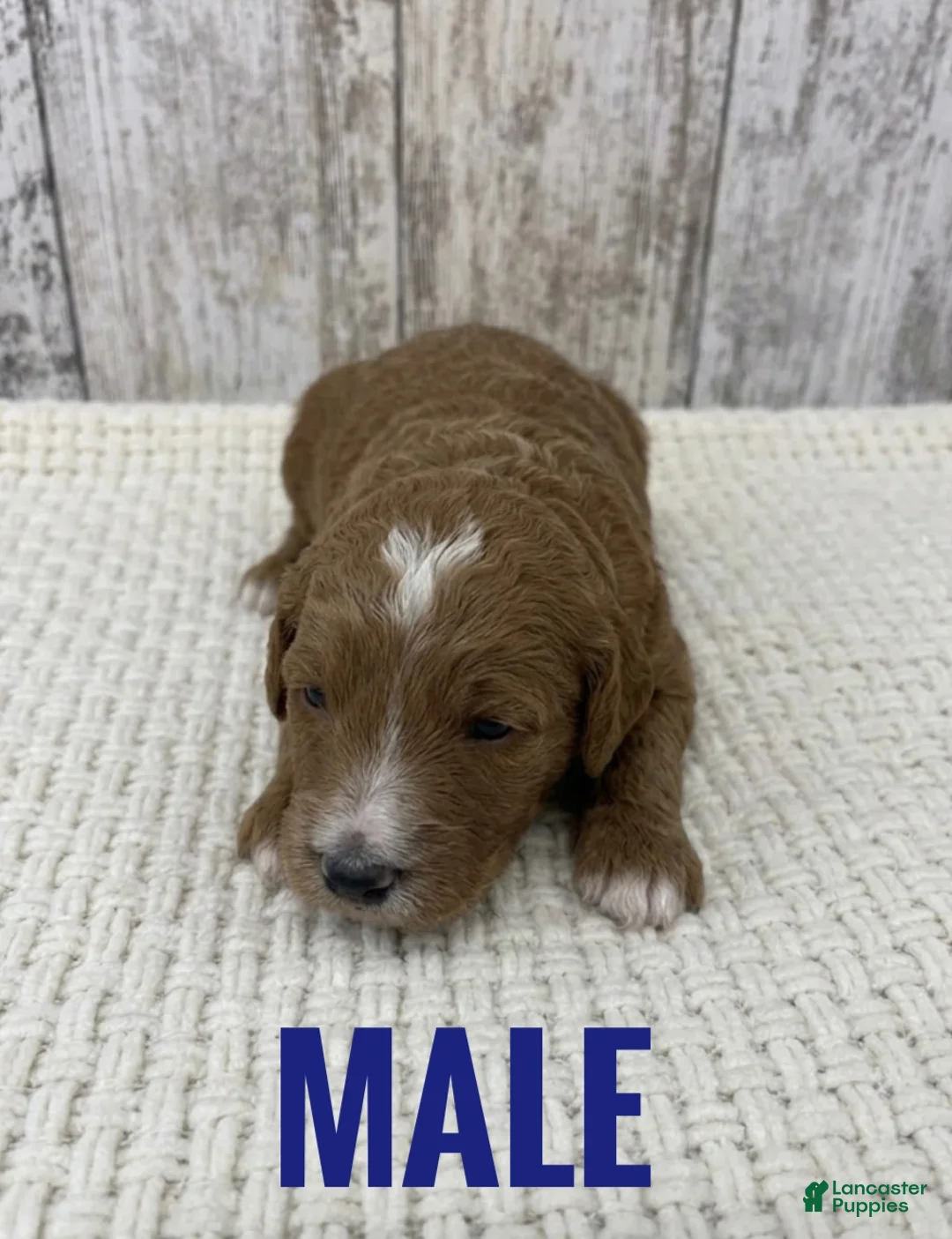Goldendoodle dogs for sale: Goldendoodle Puppy 2 - Ad 1