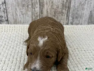 Goldendoodle dogs Goldendoodle Puppy 2 - Ad 15